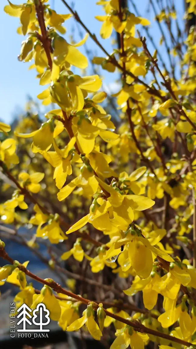Forsythia × intermedia   WEEK END = 'Courtalyn'